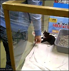 The Great Escape