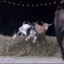 Extreme Goat