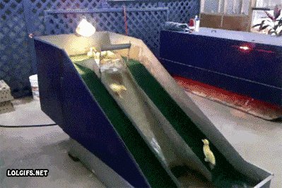 Baby ducks on a water slide