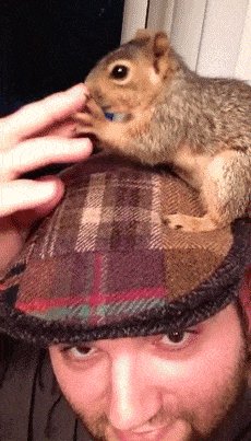 Squirrel on the hat