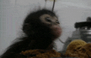 Monkey's dinner time