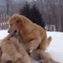 Dog Getting Chased By Her Cute Puppies