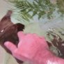 Platypus Playtime