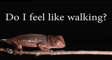 Indecisive chameleon