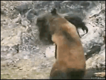 Bigfoot fighting a bear