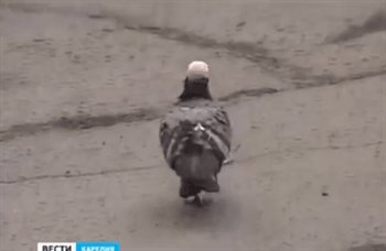 Some fucker glued a plastic cap onto this pigeon\'s head