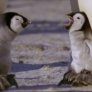 Baby Penguins Kissing