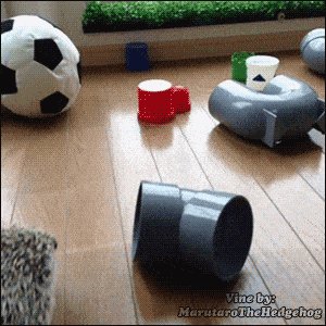 Cute hedgehog follows his own path