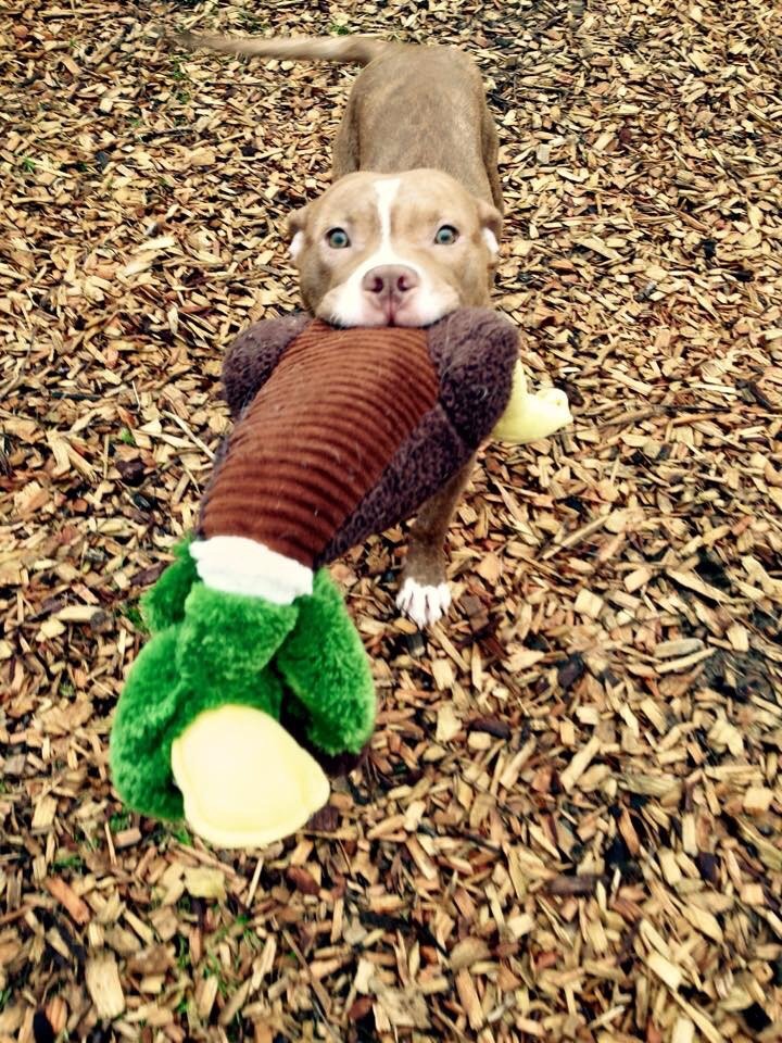 Charlie the rescue pittie wants to show you his duck