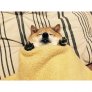 A Shiburrito