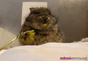 If you feel sad right now look at this bunny eating flower