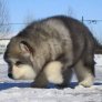 The internet called it a Puggle Wuggle