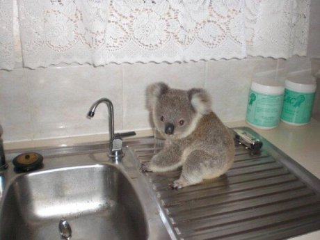 Baby Koala on a sink.