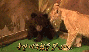 The bear cub had difficulty processing the lion cub