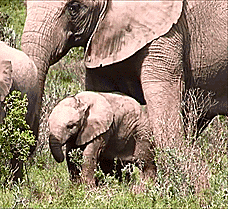Mother elephant mimics baby ear flap, followed by a hug