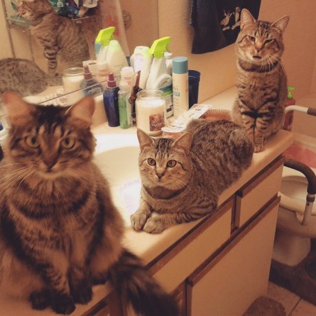 I never get to pee alone anymore.