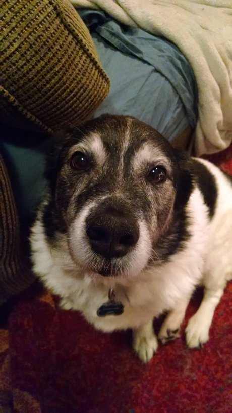 Old dogs are the purest force of good in the world.