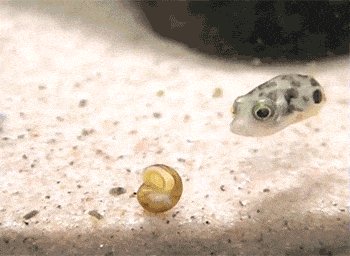 Tiny curious fish