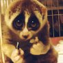 A slow loris very slowly eating a rice ball