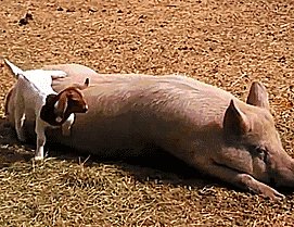 Little goat does his best to wake up a big pig