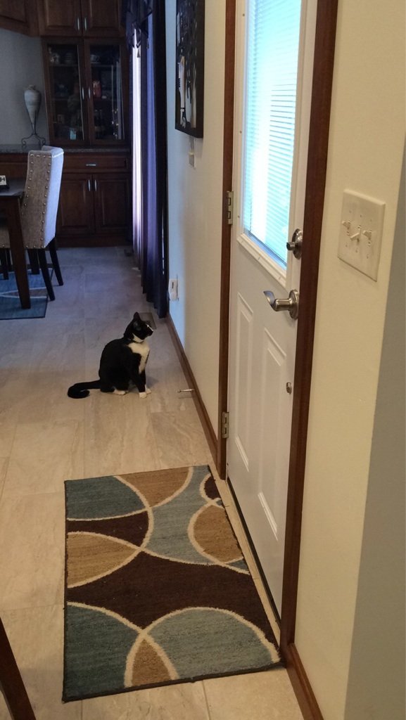 This is how my blind cat asks to go outside