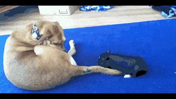 Mini Pig Wants To play.