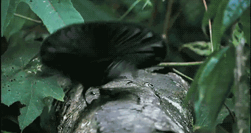 Bird Mating, Almost As Weird As Human Mating