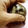 Owl enjoys being petted