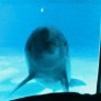 A dolphin sees itself in a mirror