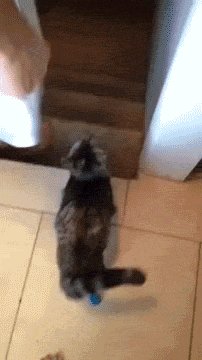 Double-amputee cat goes down the stairs