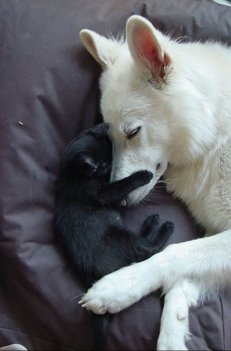 Snuggles