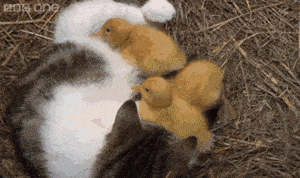 Cat with kittens and ducklings