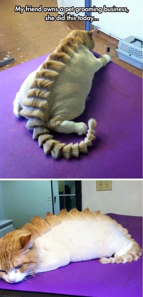Catosaurus.