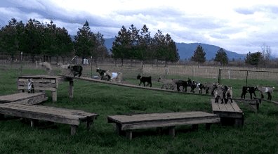 Cutelicious Baby Goats Playing The Floor Is Lava