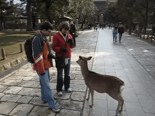 The Bowing Deer Of Nara, Japan.