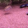 Dog/cat trying to catch a laserpoint - okay... but have you ever seen a pufferfish trying to get one? Gorgeous!