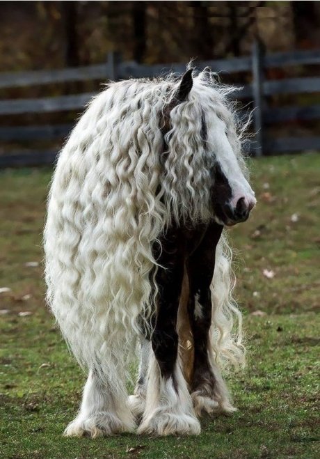 No one will ever have as good a hair day as this horse.
