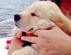 Happy sea dog