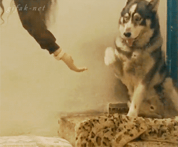 This Cute Kitten Is Jealous Of The Doggie And Wants A Handshake Too
