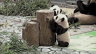 Panda struggles to climb log