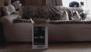 Prrrkour!