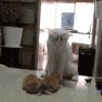 Mother Cat Gives Her Kittens Lessons On Fighting