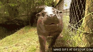 Unconventional, but here's a baby hippo gif.
