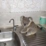 Baby Koala on a sink.