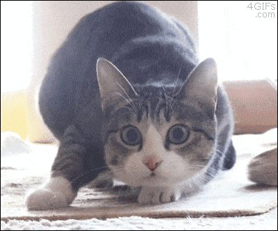 Wiggle Wiggle Wiggle