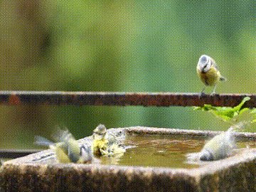 Clean Birds are Squee Birds