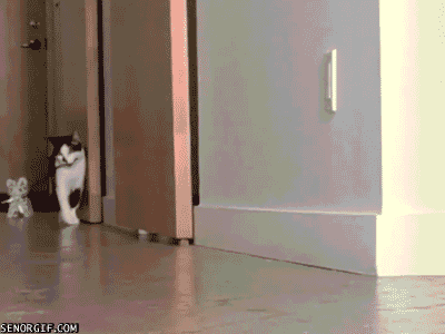 Cat be Walking a Cat