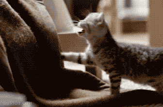Kitty be like \'attack\'