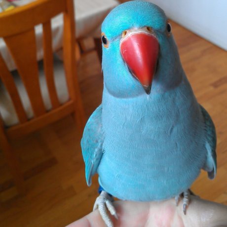 My bird loves to pose for you guys :-)