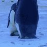 Penguins grieve over a frozen baby.